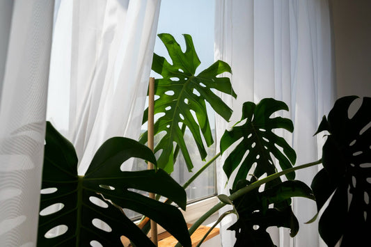 Monstera Thai Constellation: Care & Growth Guide - TheHardenGarden