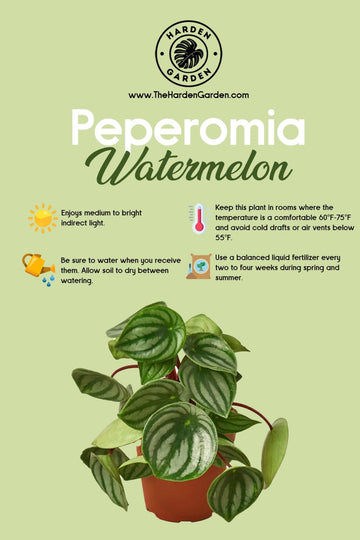 Obsessed: Why Peperomia Watermelon is the Must-Have Houseplant - TheHardenGarden