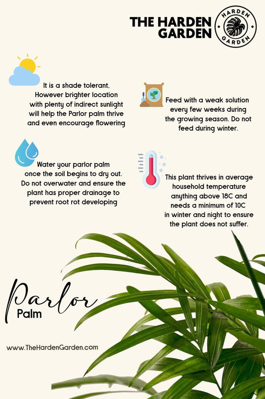 Parlor Palm: The Perfect Touch of Green for Your Indoor Sanctuary - TheHardenGarden