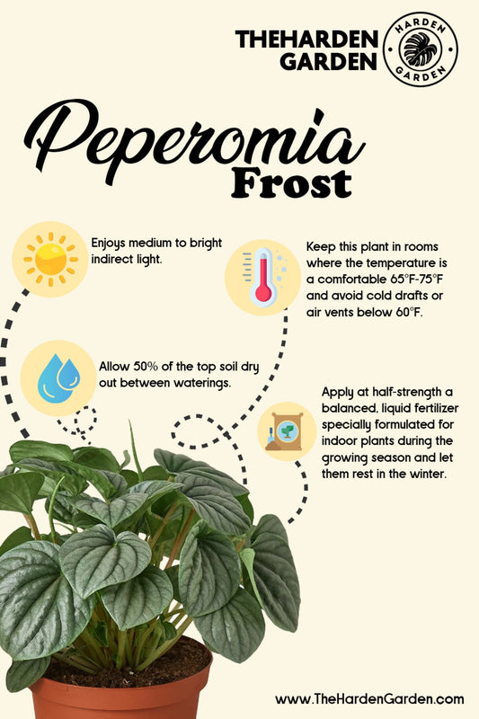 Peperomia Frost: The Coolest Houseplant You'll Ever Meet! - TheHardenGarden