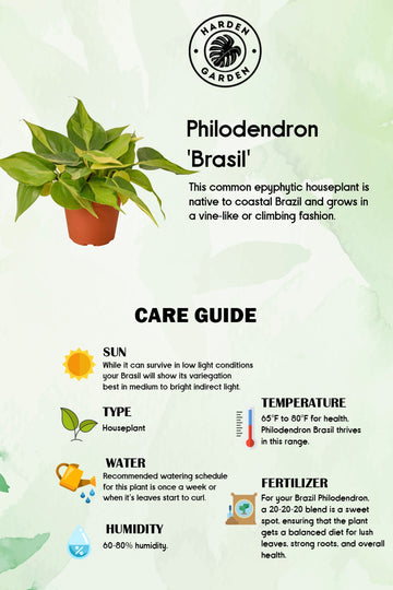 Philodendron 'Brasil': The Houseplant with a Carnival Spirit - TheHardenGarden