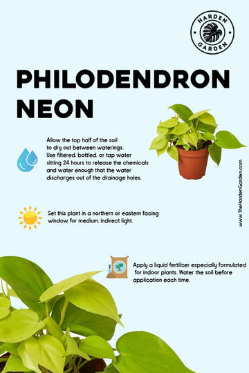 Philodendron Neon: A Burst of Sunshine for Your Indoor Jungle - TheHardenGarden