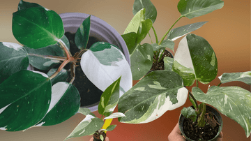 Philodendron White Princess vs. White Knight: Care Tips - TheHardenGarden