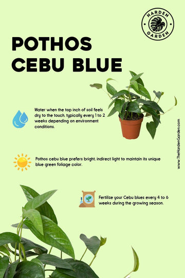 Pothos Cebu Blue: Unleash the Tropical Magic in Your Home - TheHardenGarden