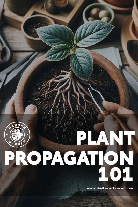 Propagation Party: Multiply Your Plant Collection (and Your Joy!) - TheHardenGarden