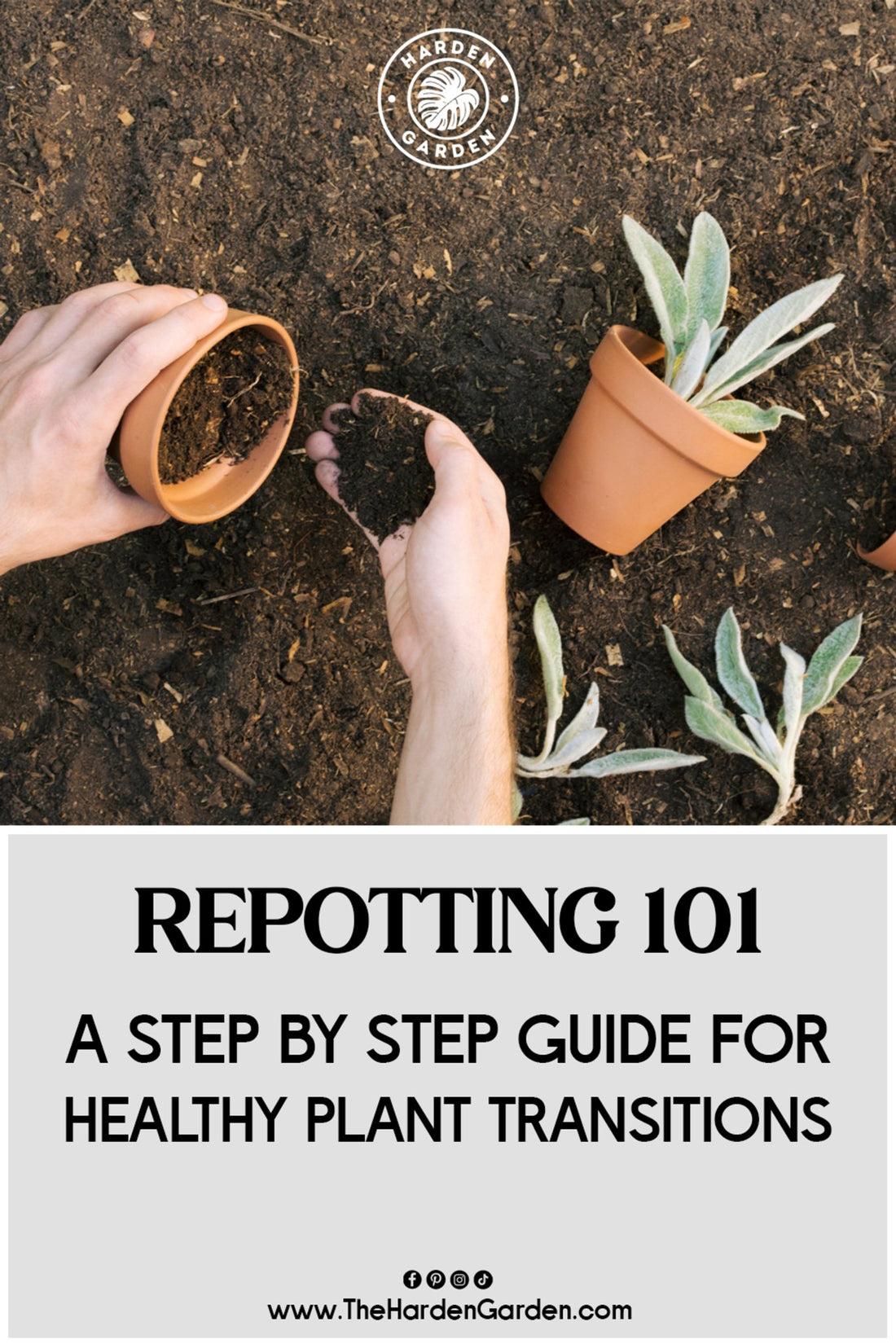 Repotting 101: A Step-by-Step Guide for Healthy Plant Transitions - TheHardenGarden