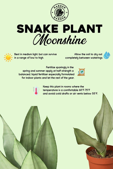 Snake Plant Moonshine: Your Home's New Silver Lining - TheHardenGarden