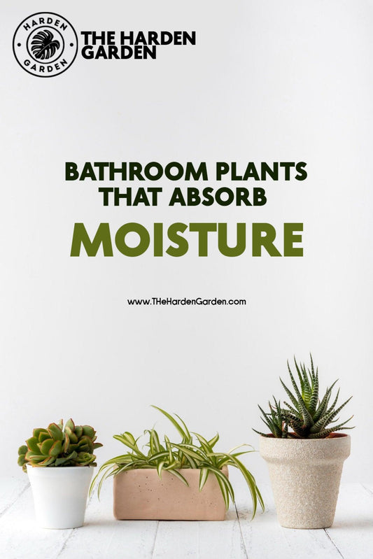 Steamy Showers, Solved!  Meet the Plants That Love Your Bathroom's Humidity - TheHardenGarden