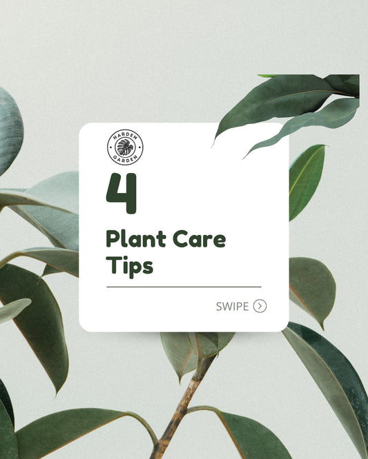 Take your plant care game to the next level with these tips! 🌿 - TheHardenGarden