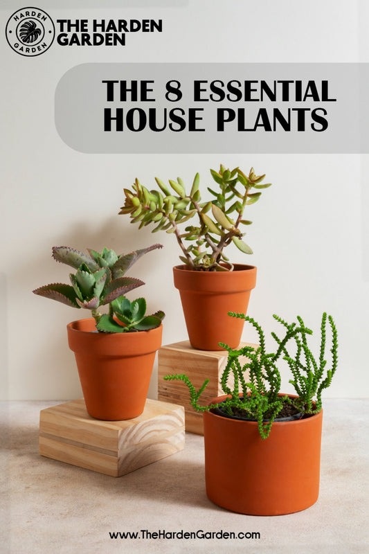 The 8 Essential Houseplant - TheHardenGarden