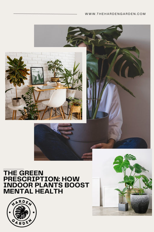 The Green Prescription: How Indoor Plants Boost Mental Health - TheHardenGarden