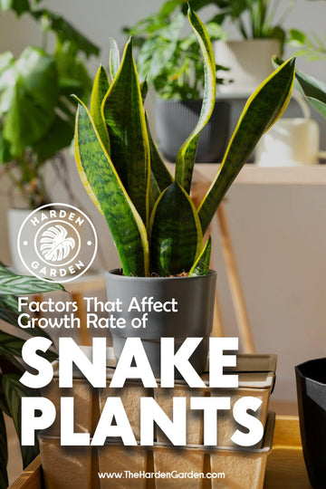 The Laid-Back Growth of Snake Plants: A Deep Dive - TheHardenGarden