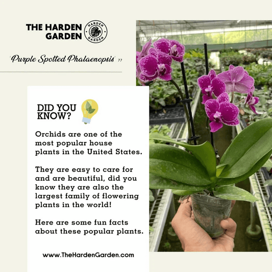 The Purple Spotted Phalaenopsis: A Symphony of Elegance - TheHardenGarden