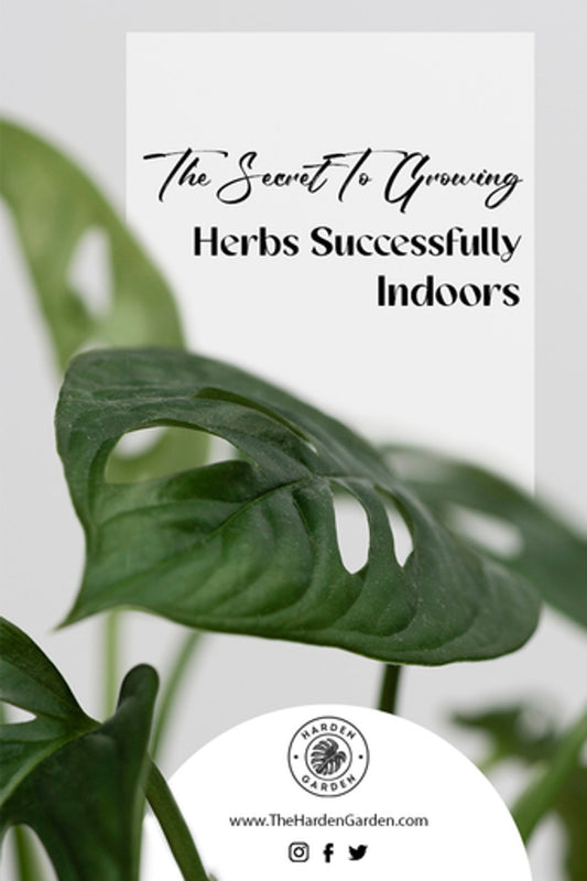 The Secret to Growing Herbs Successfully Indoors - TheHardenGarden