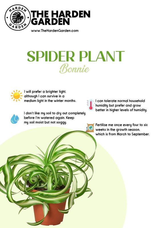 The Spider Plant: Your Easy-Care, Air-Purifying Plant Friend - TheHardenGarden