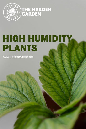 Thriving in Humidity: The Best Houseplants for Humid Homes - TheHardenGarden