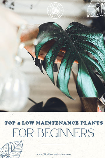 Top 5 Low-Maintenance Plants for Beginners - TheHardenGarden