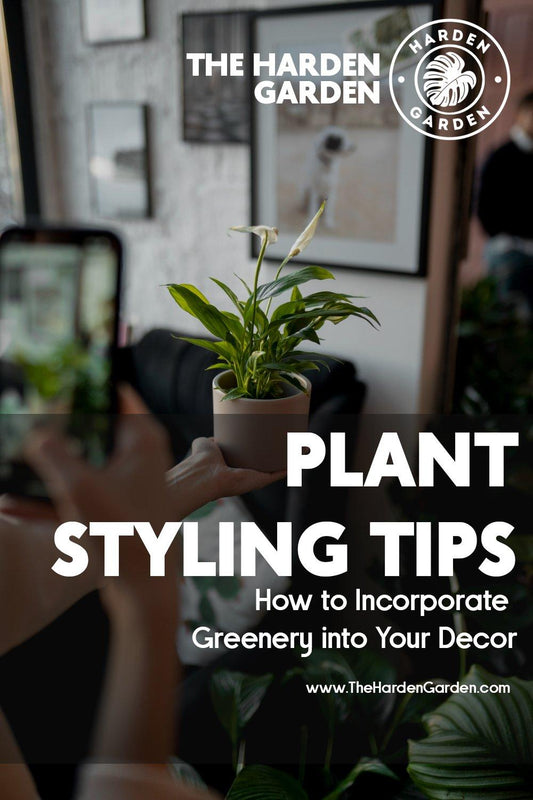 Transform Your Space: Expert Plant Styling Tips from The Harden Garden - TheHardenGarden