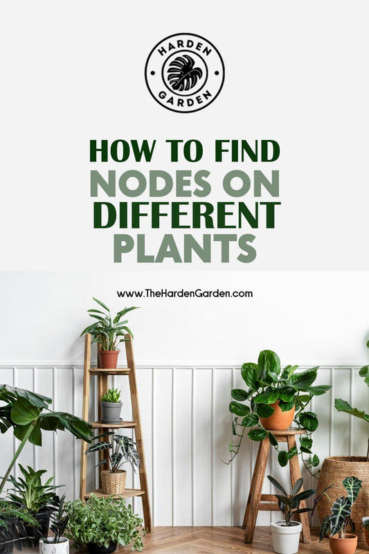 Unlocking the Secrets of Plant Nodes: A Guide from The Harden Garden - TheHardenGarden