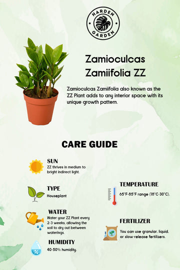 Why ZZ Plants Are Amazing - TheHardenGarden