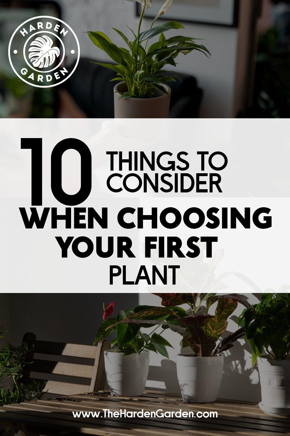 Your First Plant: A Beginner's Guide to Choosing the Perfect Green Companion - TheHardenGarden