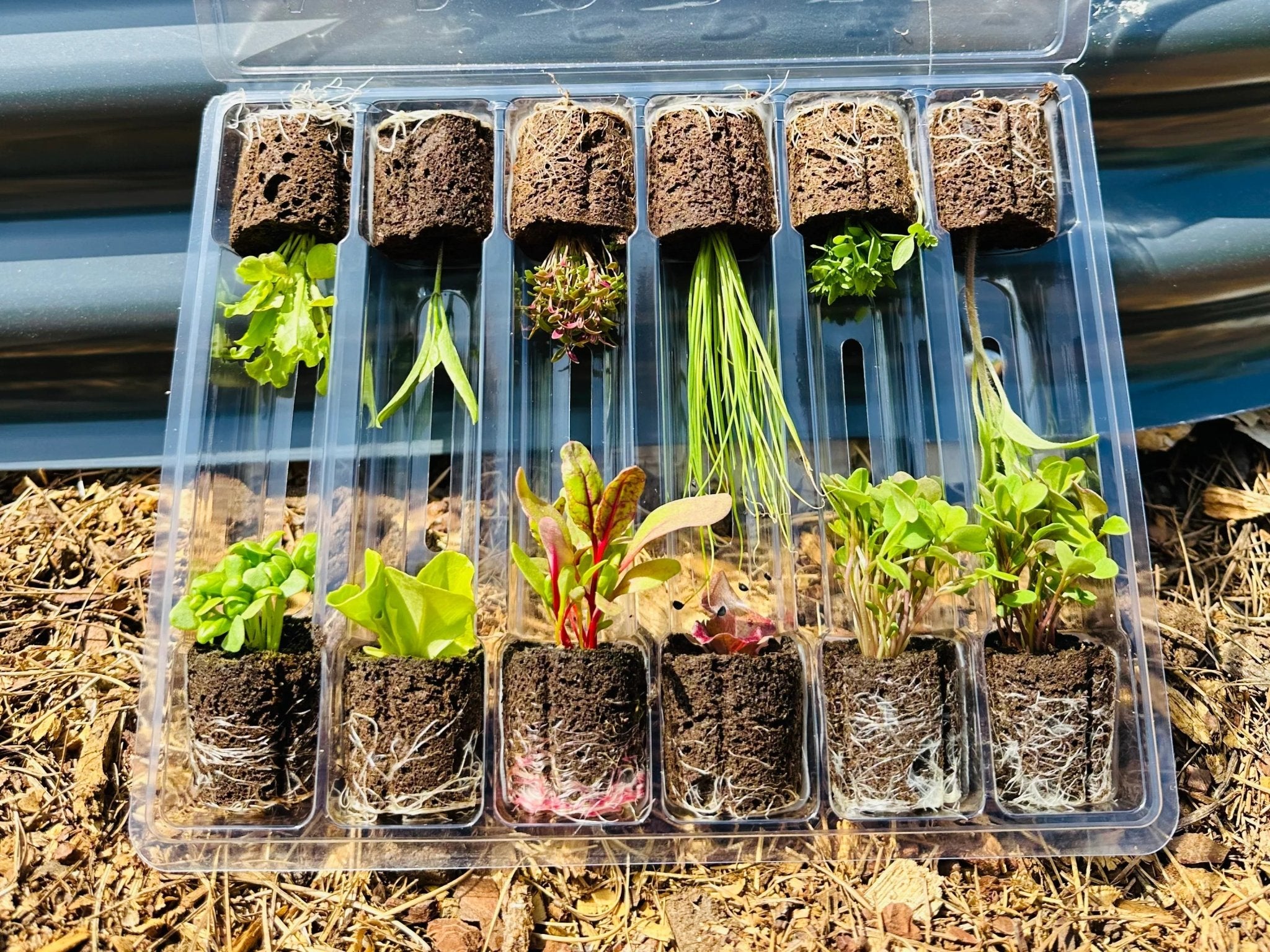 Seedling Bundles