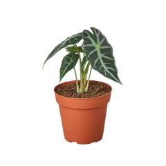 Alocasia Amazonica 'Bambino'