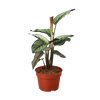 Calathea 'White Star'