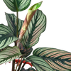 Calathea 'White Star'