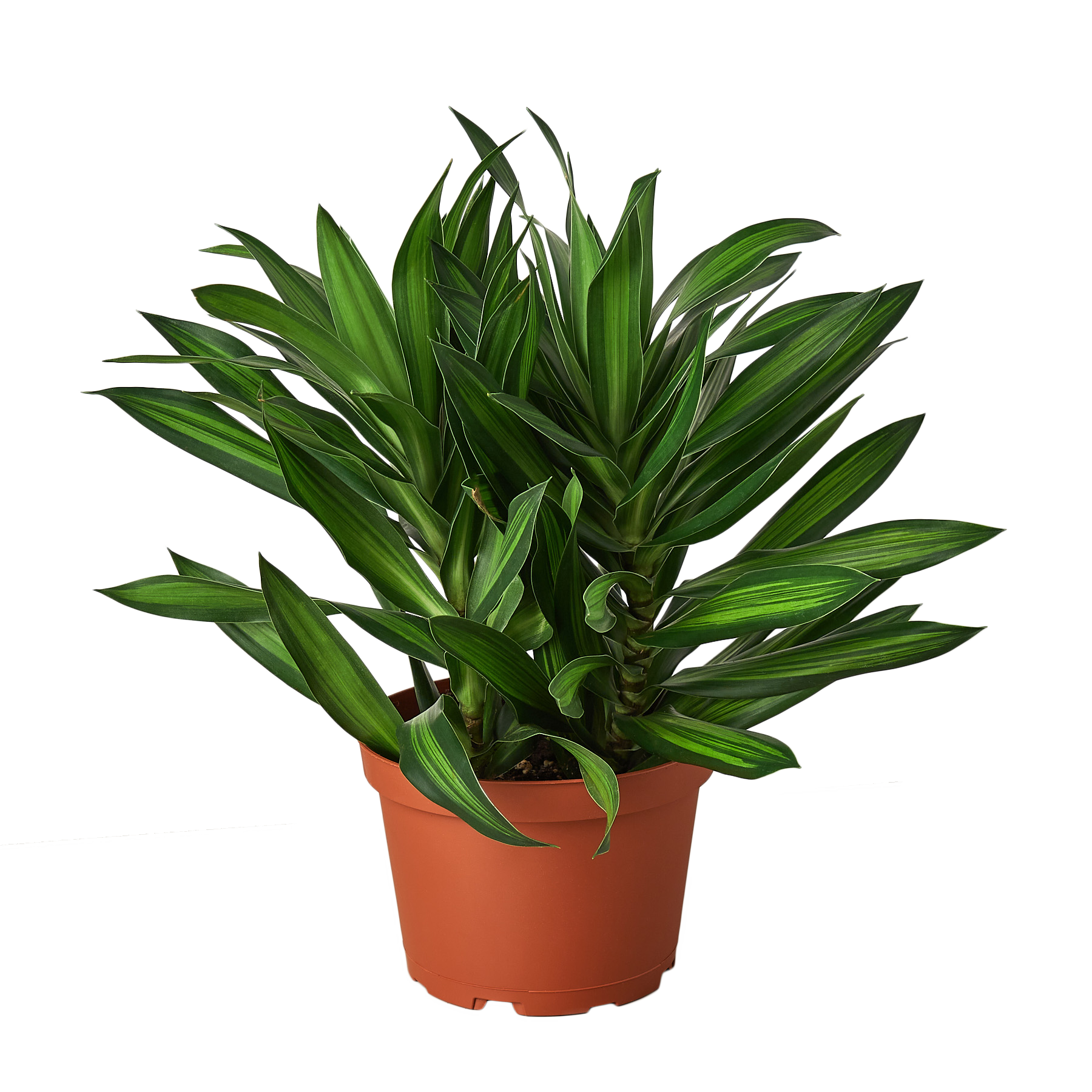 Dracaena 'Song of Jamaica'