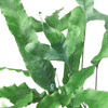 Fern 'Blue Star'