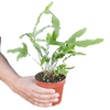 Fern 'Blue Star'