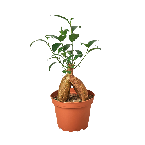 Ficus Ginseng, ficus ginseng bonsai,  ficus ginseng tree, Pot-bellied Ficus, Indoor plant, Home decor plant.
