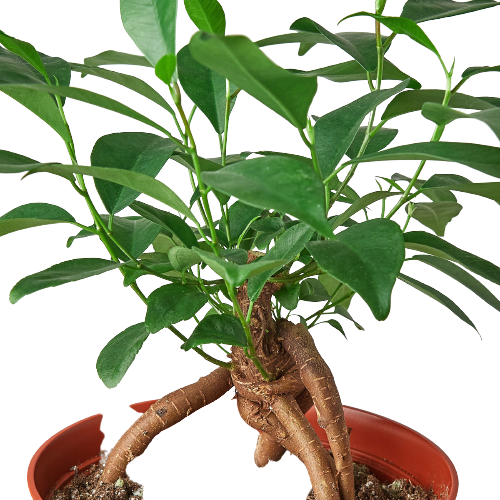 Ficus Ginseng, ficus ginseng bonsai,  ficus ginseng tree, Pot-bellied Ficus, Indoor plant, Home decor plant.
