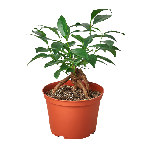 Ficus Ginseng, ficus ginseng bonsai,  ficus ginseng tree, Pot-bellied Ficus, Indoor plant, Home decor plant.

