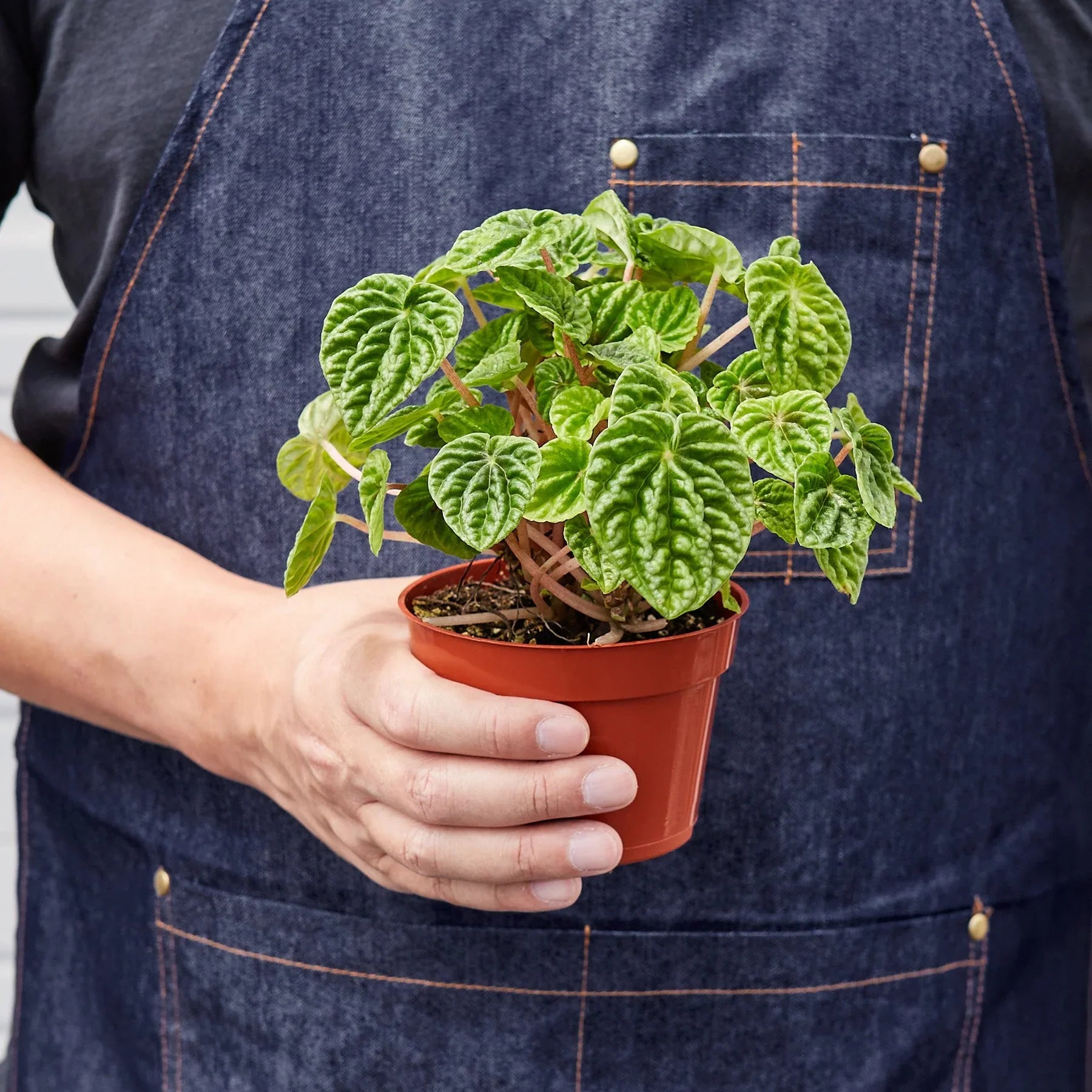 Peperomia 'Ripple',  Peperomia caperata, Ripple Pepper, Ripple Peperomia, Caperata Ripple, House Plant, Indoor plant, live plat