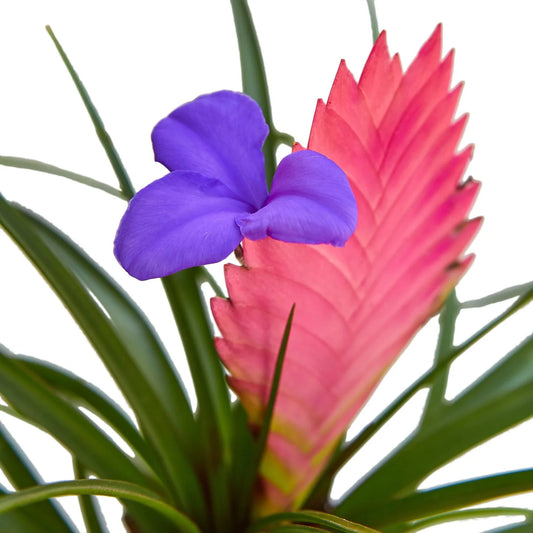 Bromeliad Tillandsia Cyanea Pink Quill