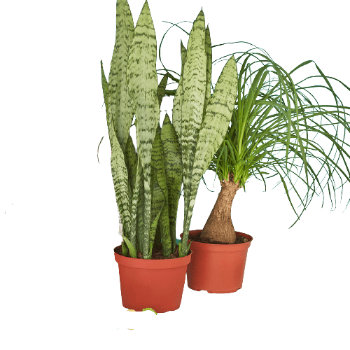 2 - 6" Indoor Plants Premium Subscription box - TheHardenGarden