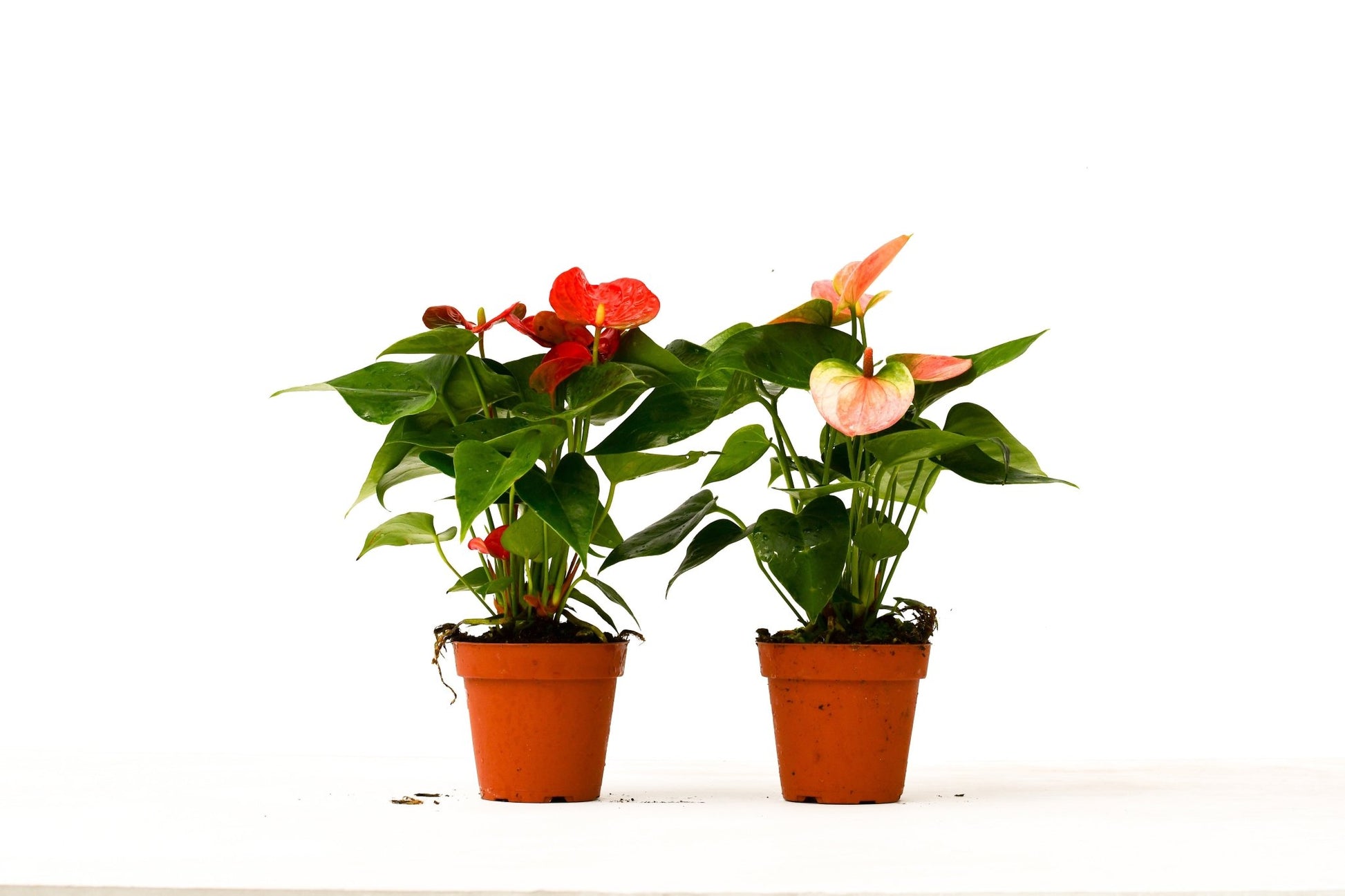 2 Anthurium Variety Pack - 4" Pots - TheHardenGarden