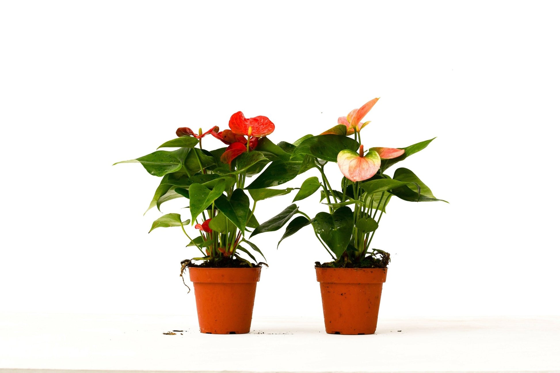 Best Indoor Plants, 2 Anthurium Variety Pack - 4" Pots - TheHardenGarden