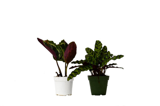 2 Calathea Plants Variety Pack in 4" Pots, Calathea ornata & Calathea lancifolia pack, Calathea liveplant.