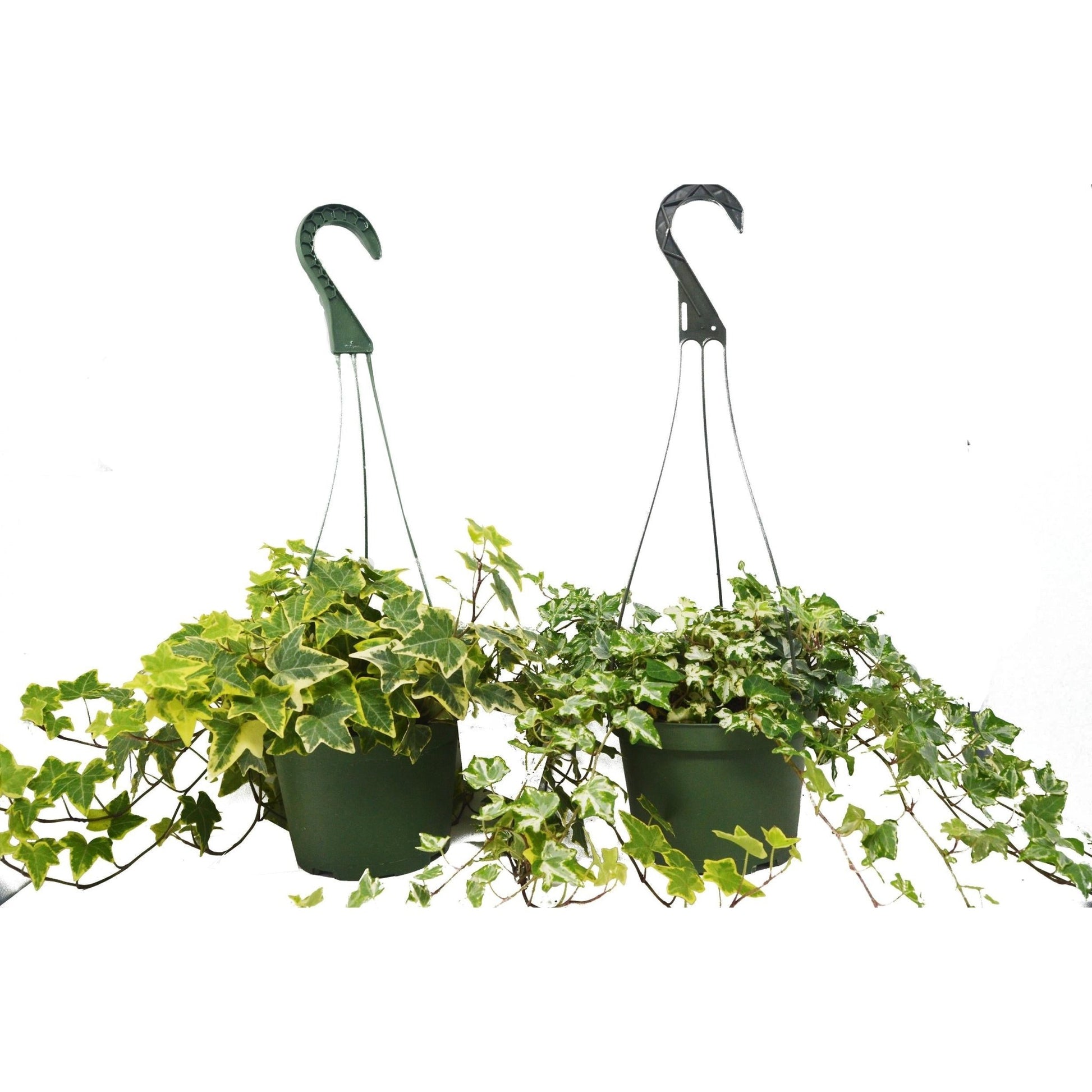 2 English Ivy Variety Pack on 6" Hanging Pot - TheHardenGarden