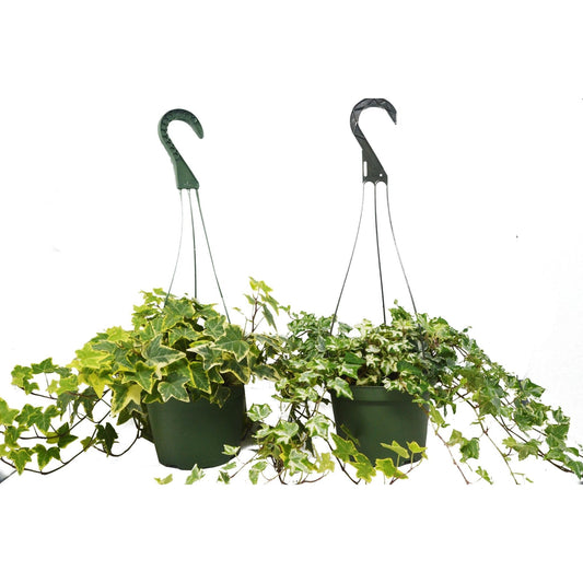 2 English Ivy Variety Pack on 6" Hanging Pot - TheHardenGarden