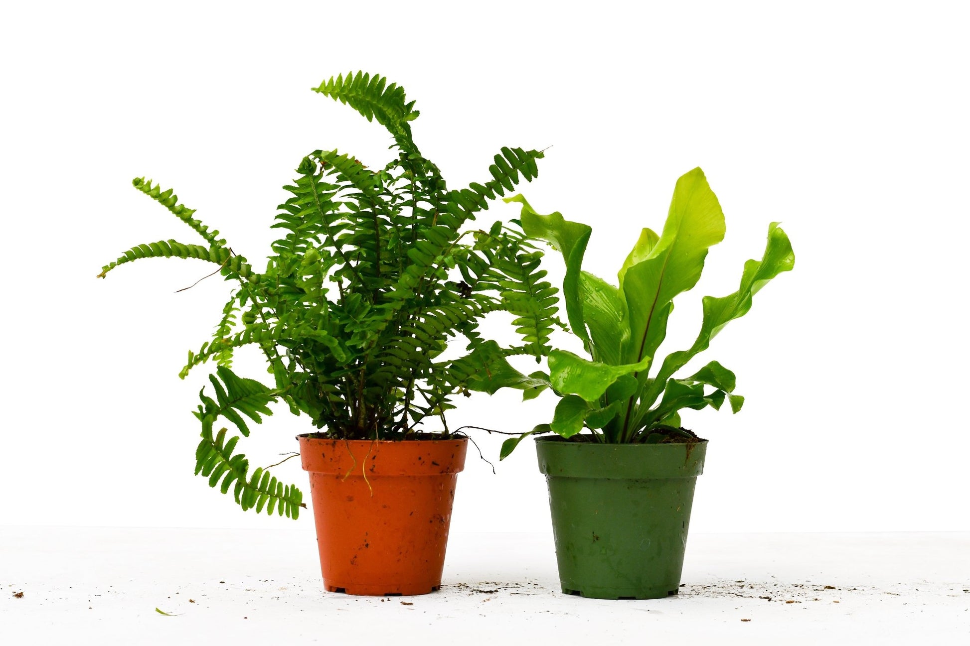 2 Fern Variety Pack - 4" Pot 
Nephrolepis exaltata & Asplenium nidus plant pack, Nephrolepis exaltata & Asplenium nidus live plant