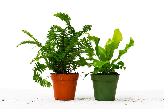 2 Fern Variety Pack - 4" Pot 
Nephrolepis exaltata & Asplenium nidus plant pack, Nephrolepis exaltata & Asplenium nidus live plant     