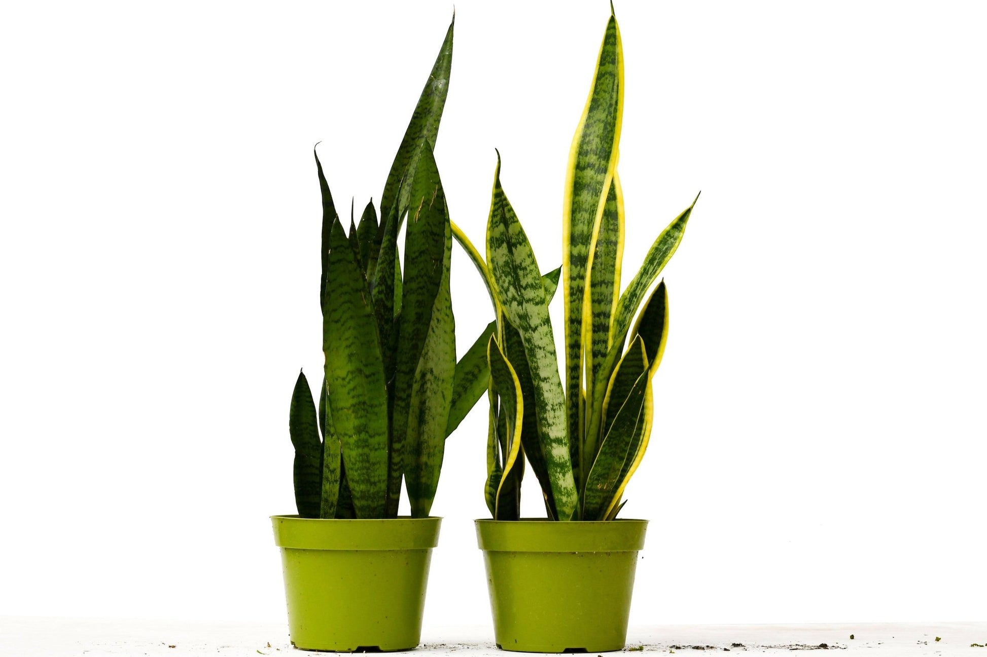 2 Snake (Sansevieria) Plant Variety Pack - 6" Pot - TheHardenGarden