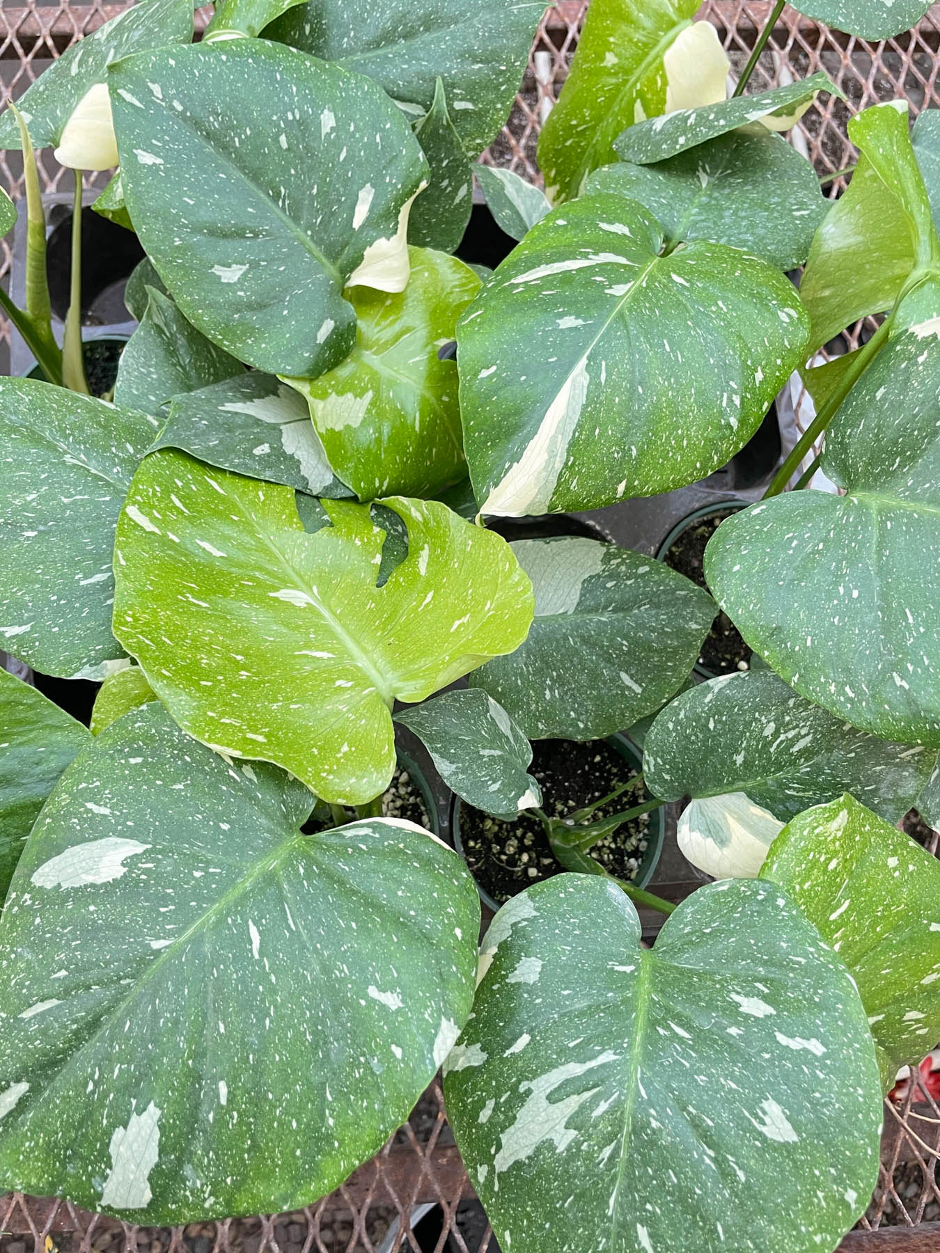 Monstera 'Thai Constellation' - TheHardenGarden