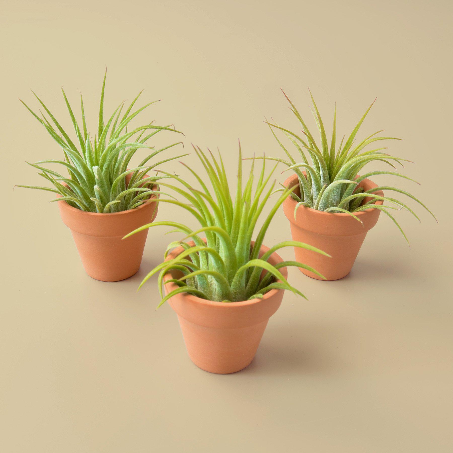 3 Ionantha Air Plants with Mini Terra Cotta Pots - TheHardenGarden