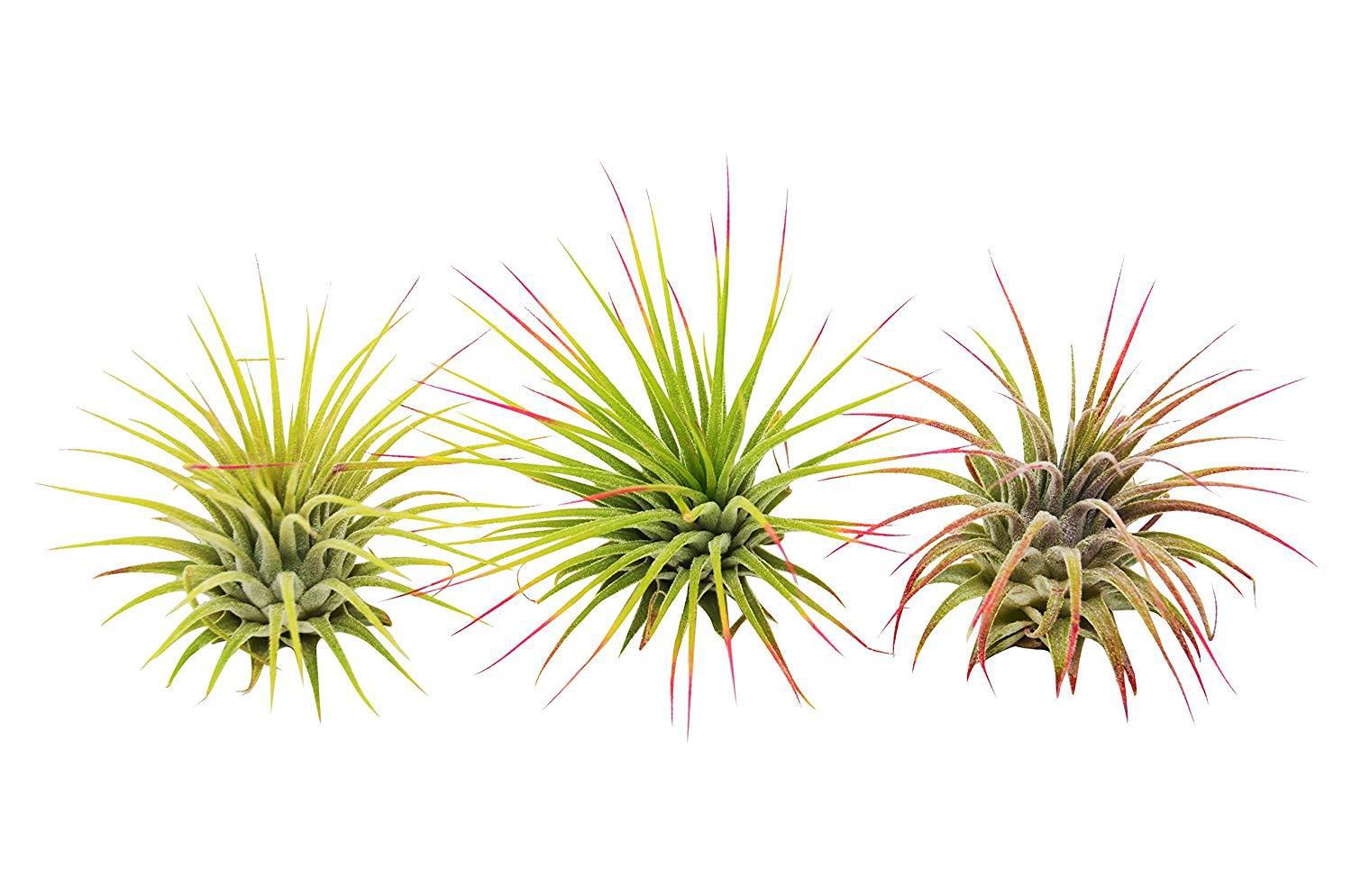 3 Ionantha Guatemala Air Plants / FREE Care Guide / Blooms - TheHardenGarden