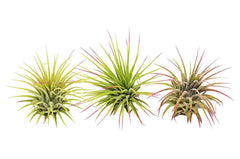 3 Ionantha Guatemala Air Plants